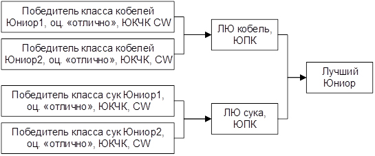 Схема присвоения титула ЮПК