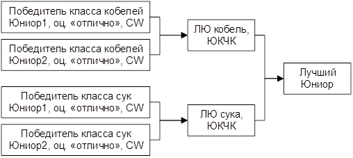 Схема присвоения титула ЮКЧК